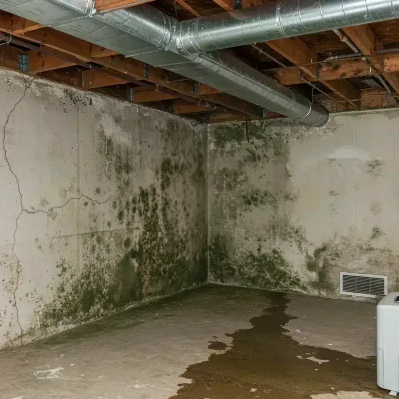 Professional Mold Removal in Dobson, NC